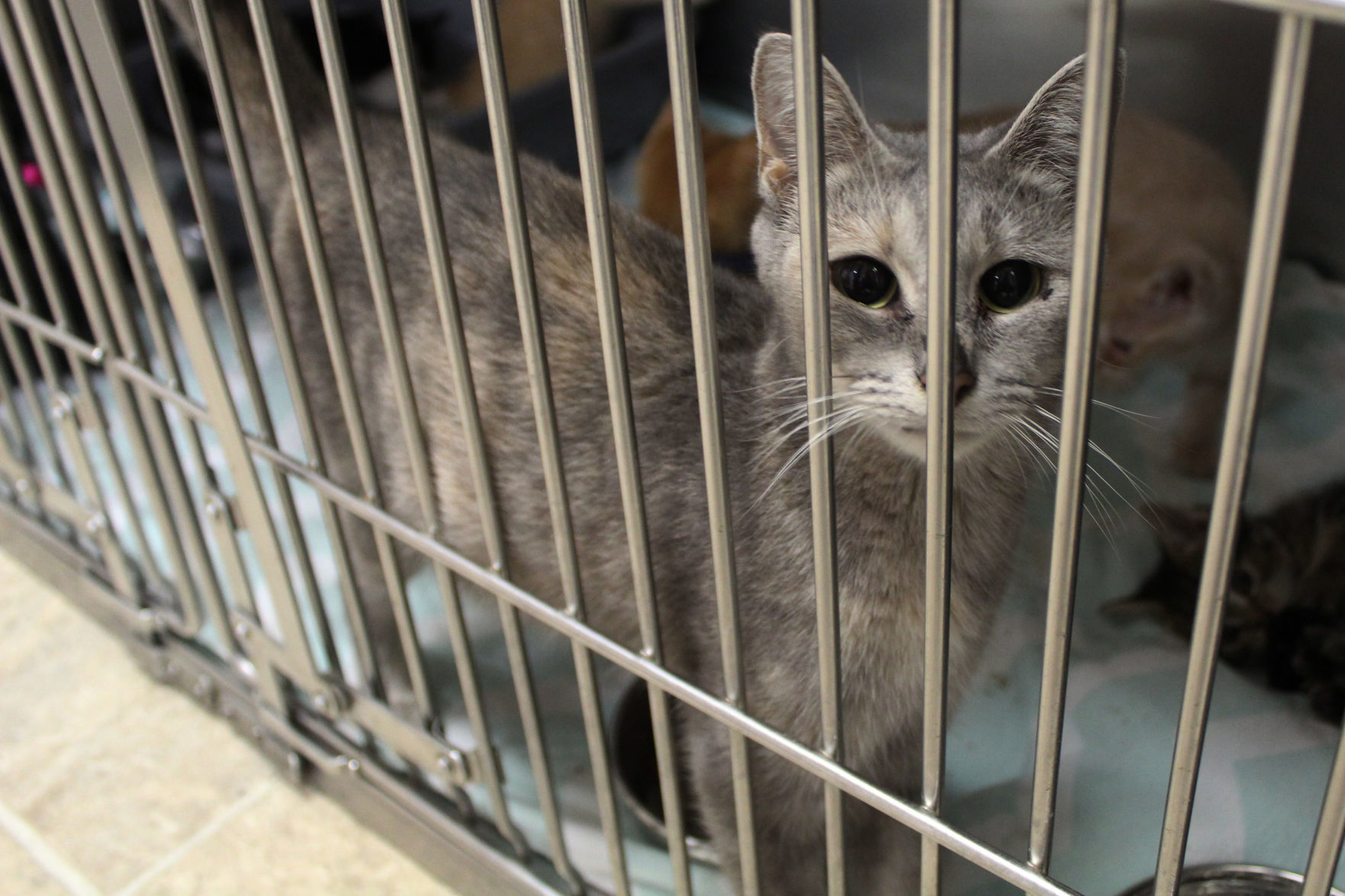 Couple donates washer to Lake County animal shelter